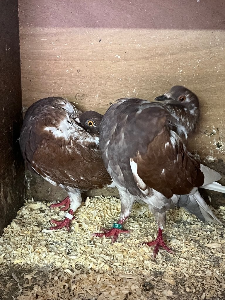 Holle kroppers, Plusieurs animaux, Boulant