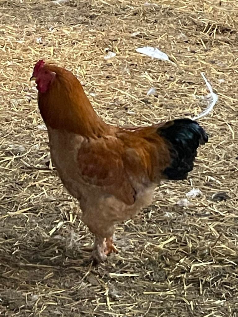 Coq brahma, Animaux & Accessoires, Volatiles, Mâle, Poule ou poulet