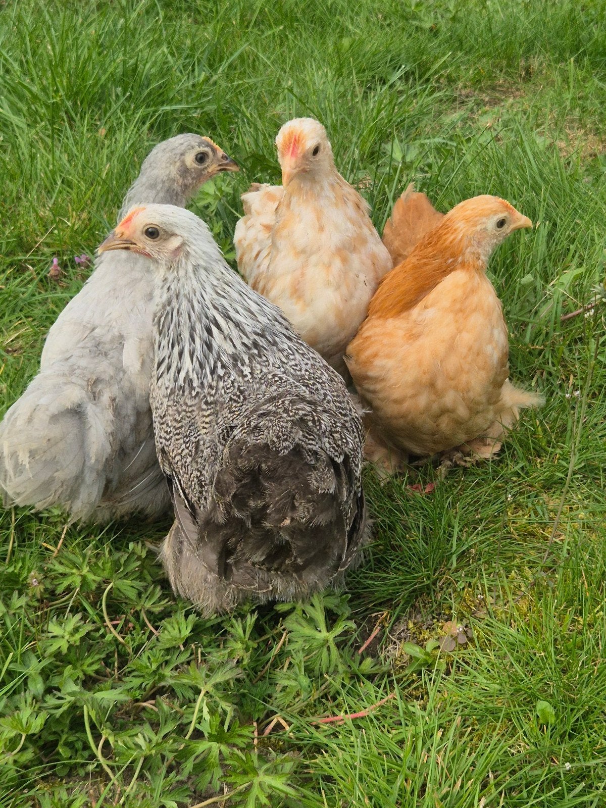 Cochin hennetjes te koop