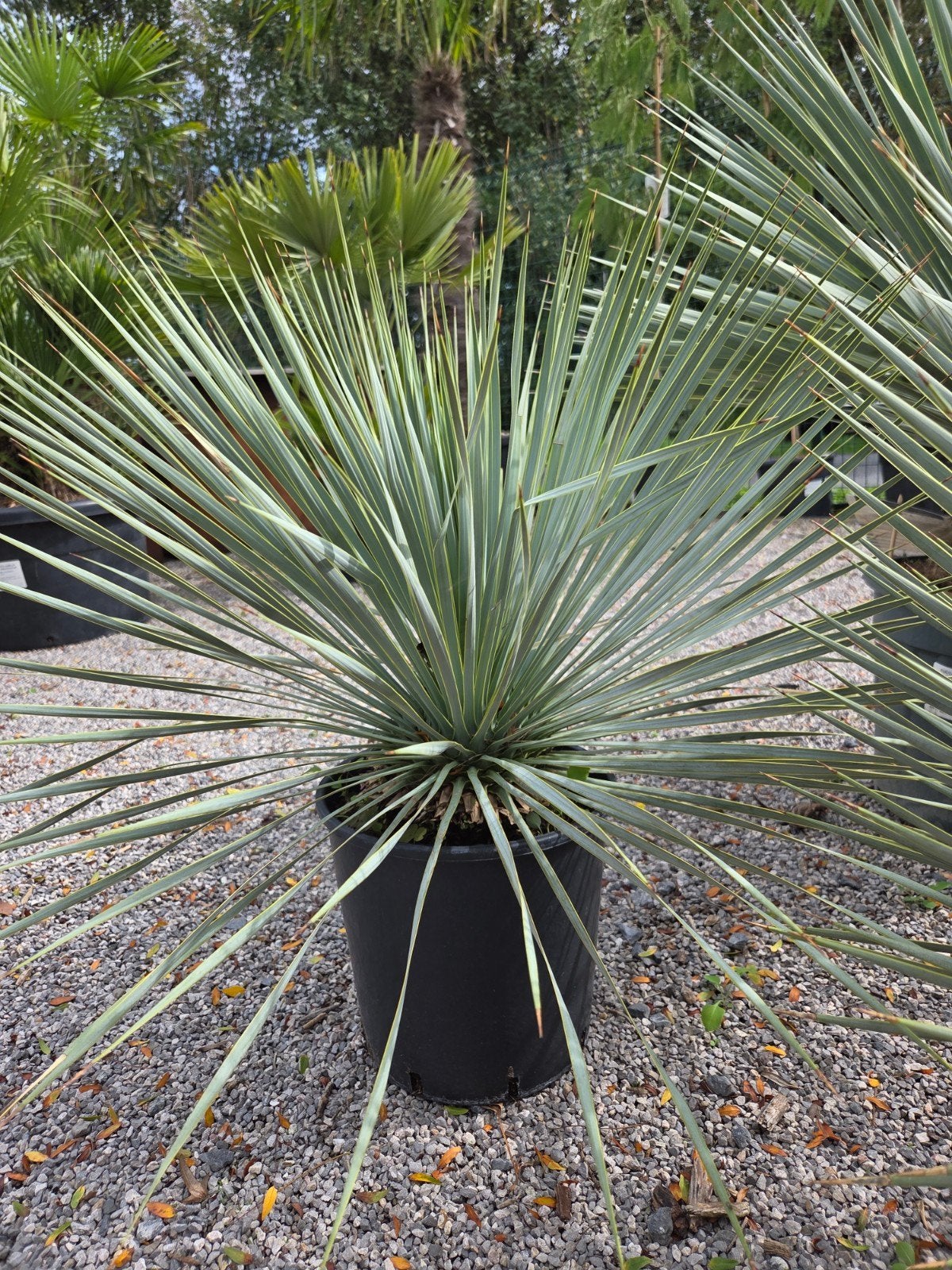Yucca Rostrata - palmlelie, Ophalen