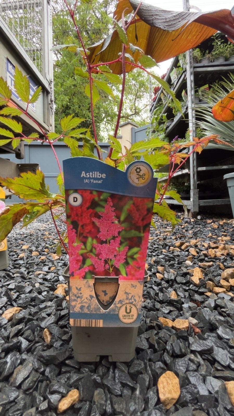 Astilbe ‘Fanal’ –Vivace élégante pour zones mi-ombragées, Enlèvement ou Envoi, Comme neuf