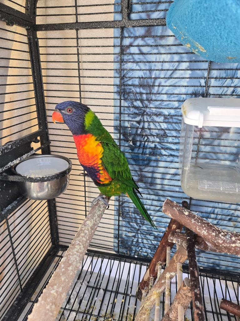 Lori van blauwe bergen (man ) met papieren, Dieren en Toebehoren