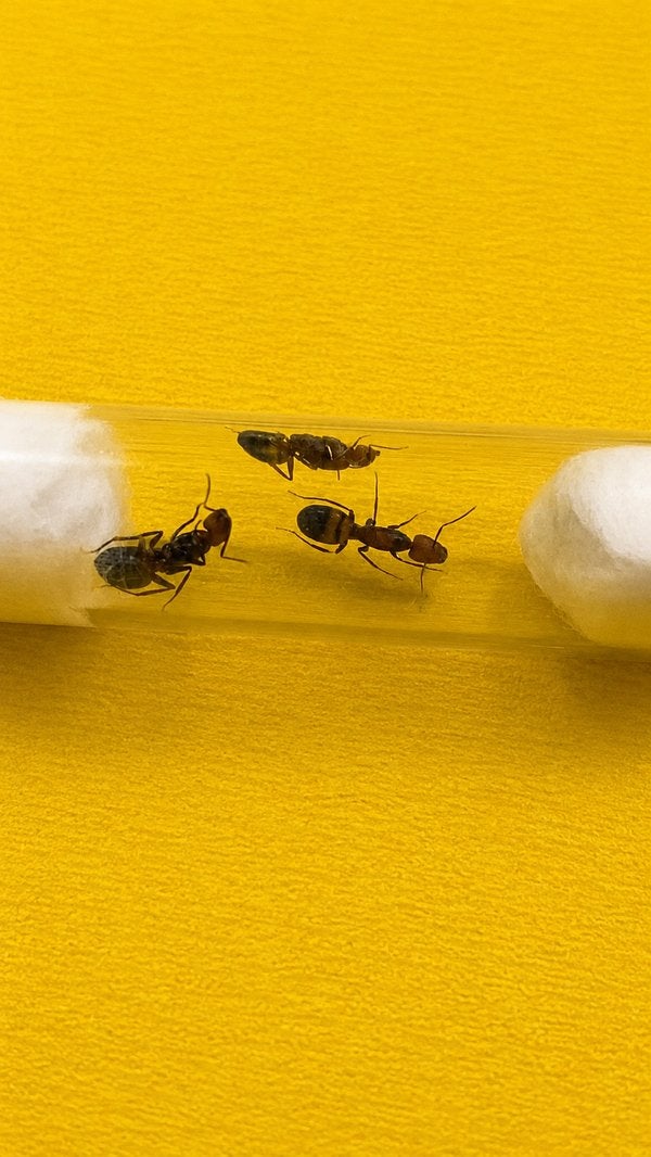 Camponotus Nicobarensis 3 mieren koninginnen mee broed, Mieren