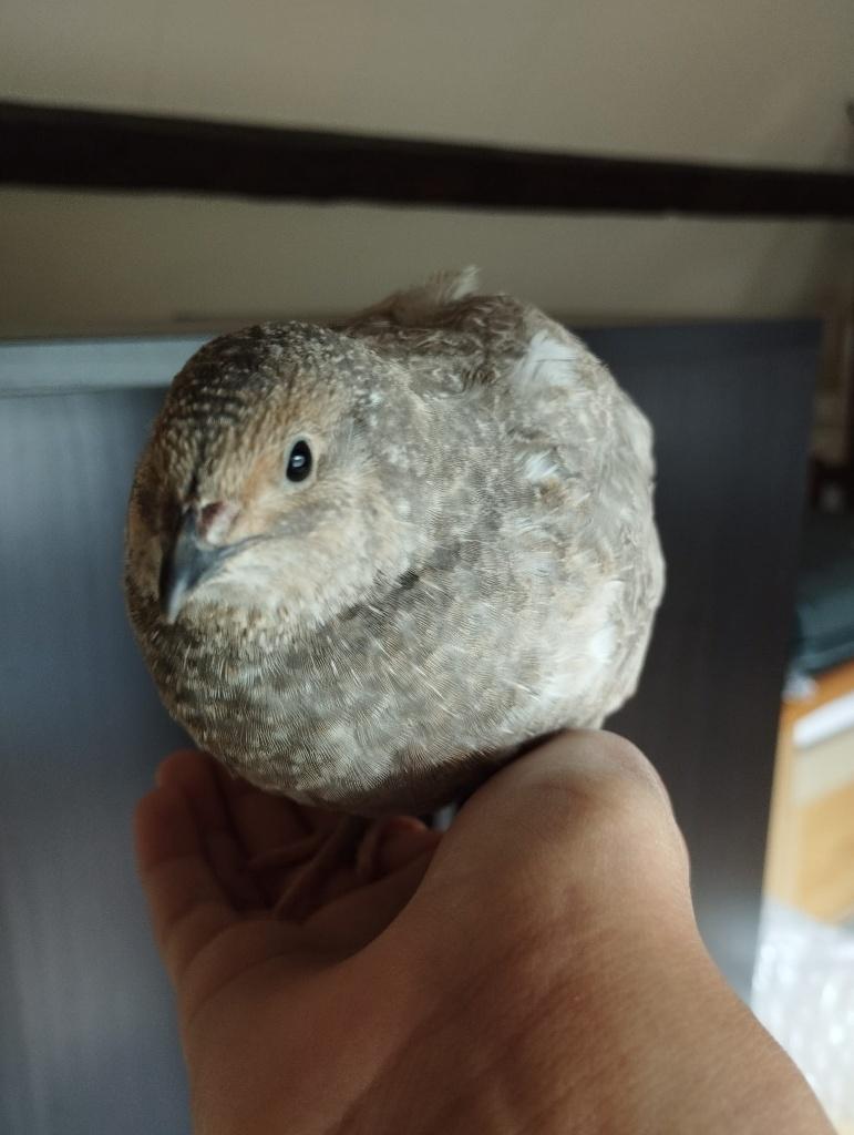Japanse Kwartel mannetje, Dieren en Toebehoren, Pluimvee, Mannelijk, Overige soorten