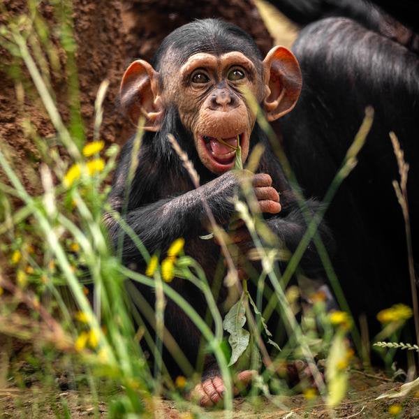 Billets pour le zoo d'Anvers, Une personne, Ticket ou Carte d'accès
