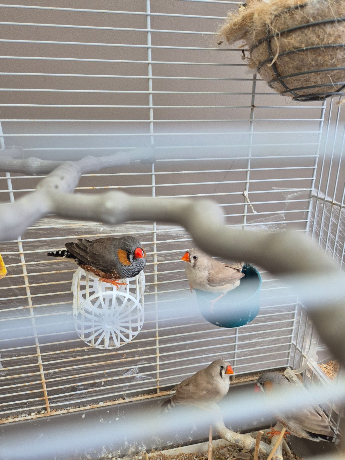 vinken, Dieren en Toebehoren