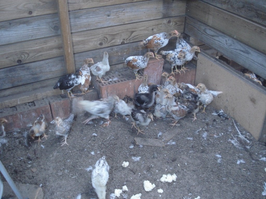 jonge haantjes (marans, wyandotte, leghorn ..., Kip