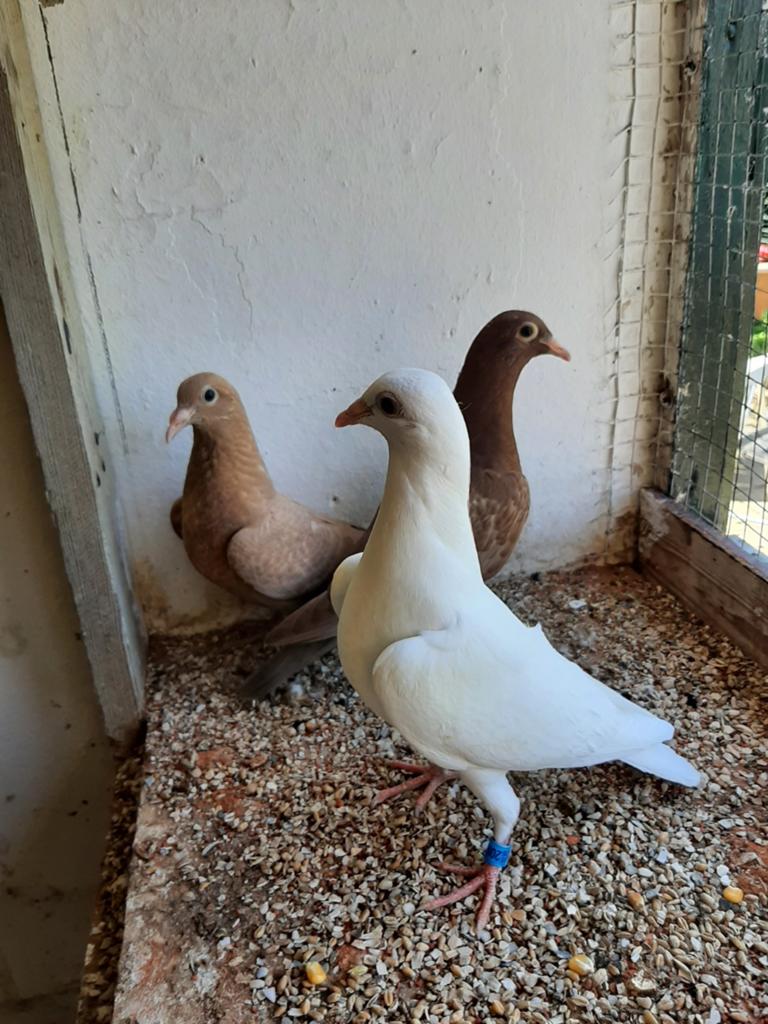 3 mooie jongen postduiven, Dieren en Toebehoren, Vogels | Duiven, Geslacht onbekend, Postduif
