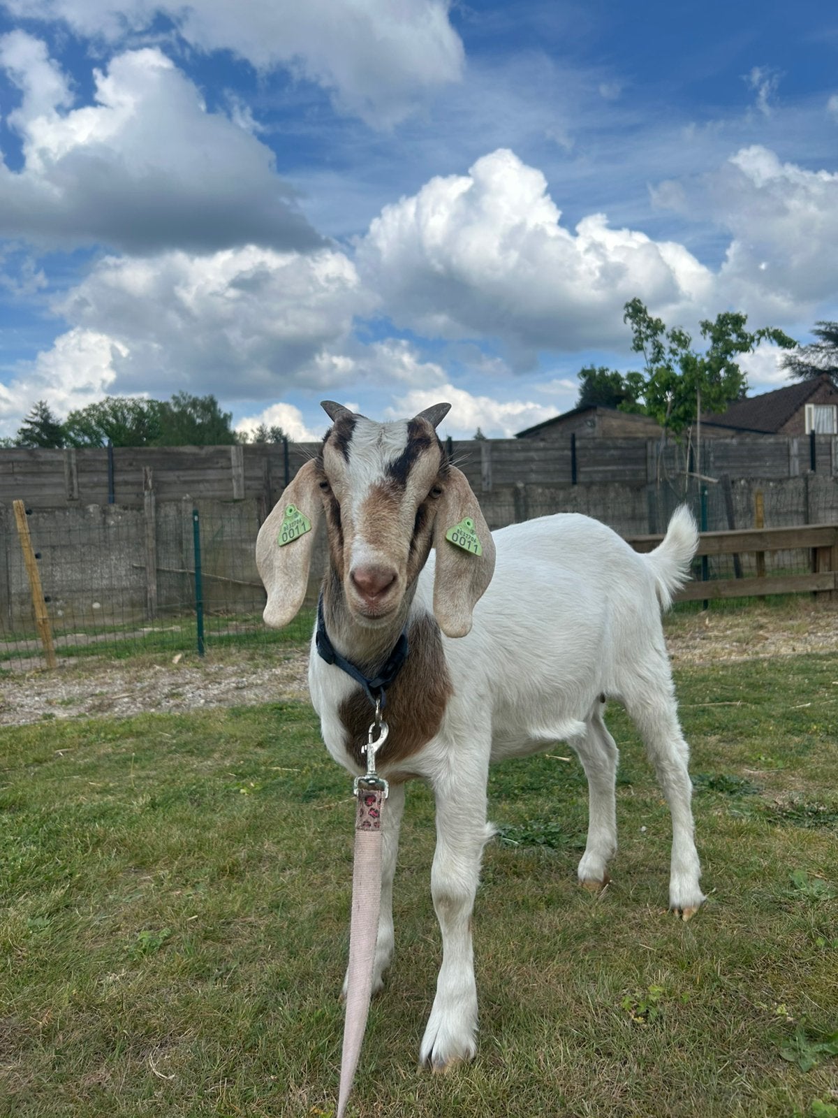 Chèvre nubienne, Animaux & Accessoires, Moutons, Chèvres & Cochons, Femelle, Chèvre, 0 à 2 ans