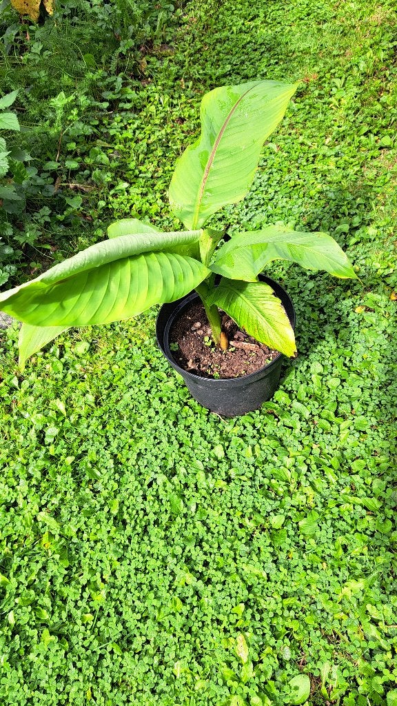 bananier (plante ornementale), Jardin & Terrasse, Autres espèces, Ne fleurit pas, Plein soleil, Enlèvement