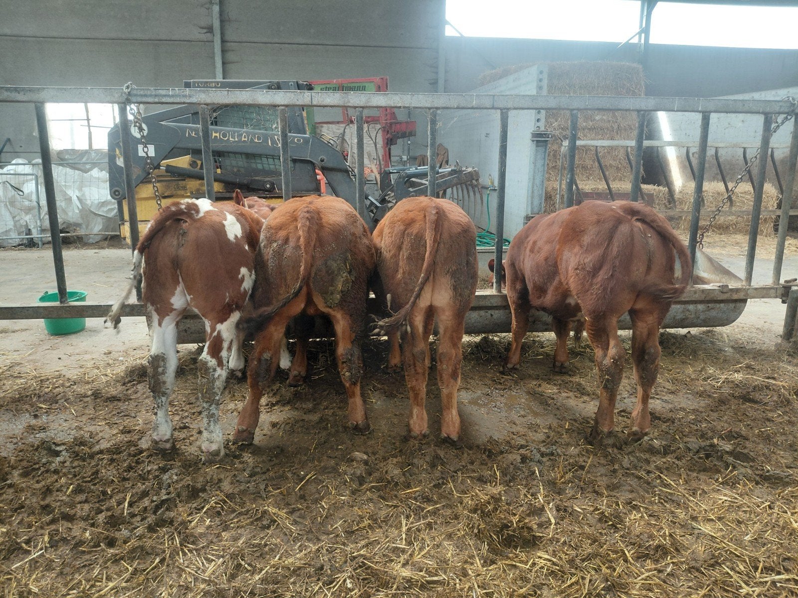 west vlaams rood  stiertjes, Animaux & Accessoires