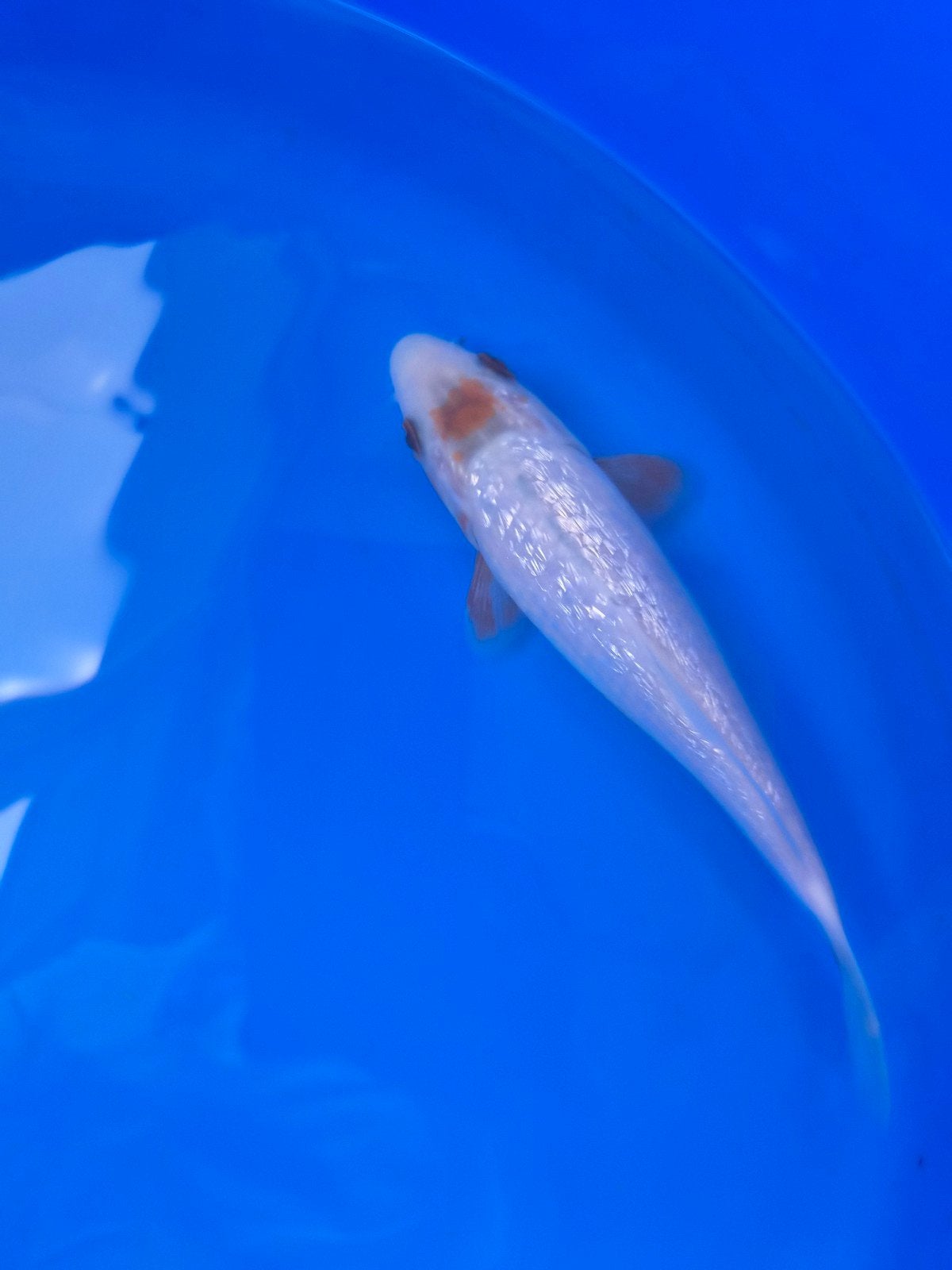 yamaju yuki maruten ginrin asagi **** 20 a  22 cm, Dieren en Toebehoren