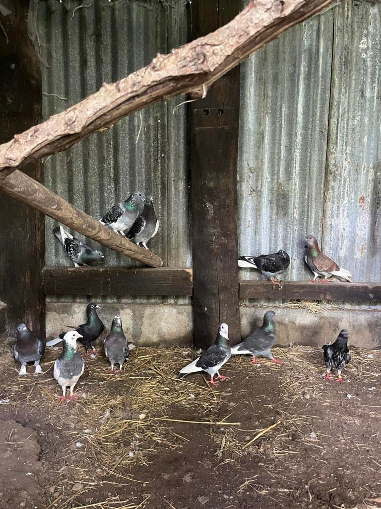Pigeons gris croisé à donné, Enlèvement ou Envoi
