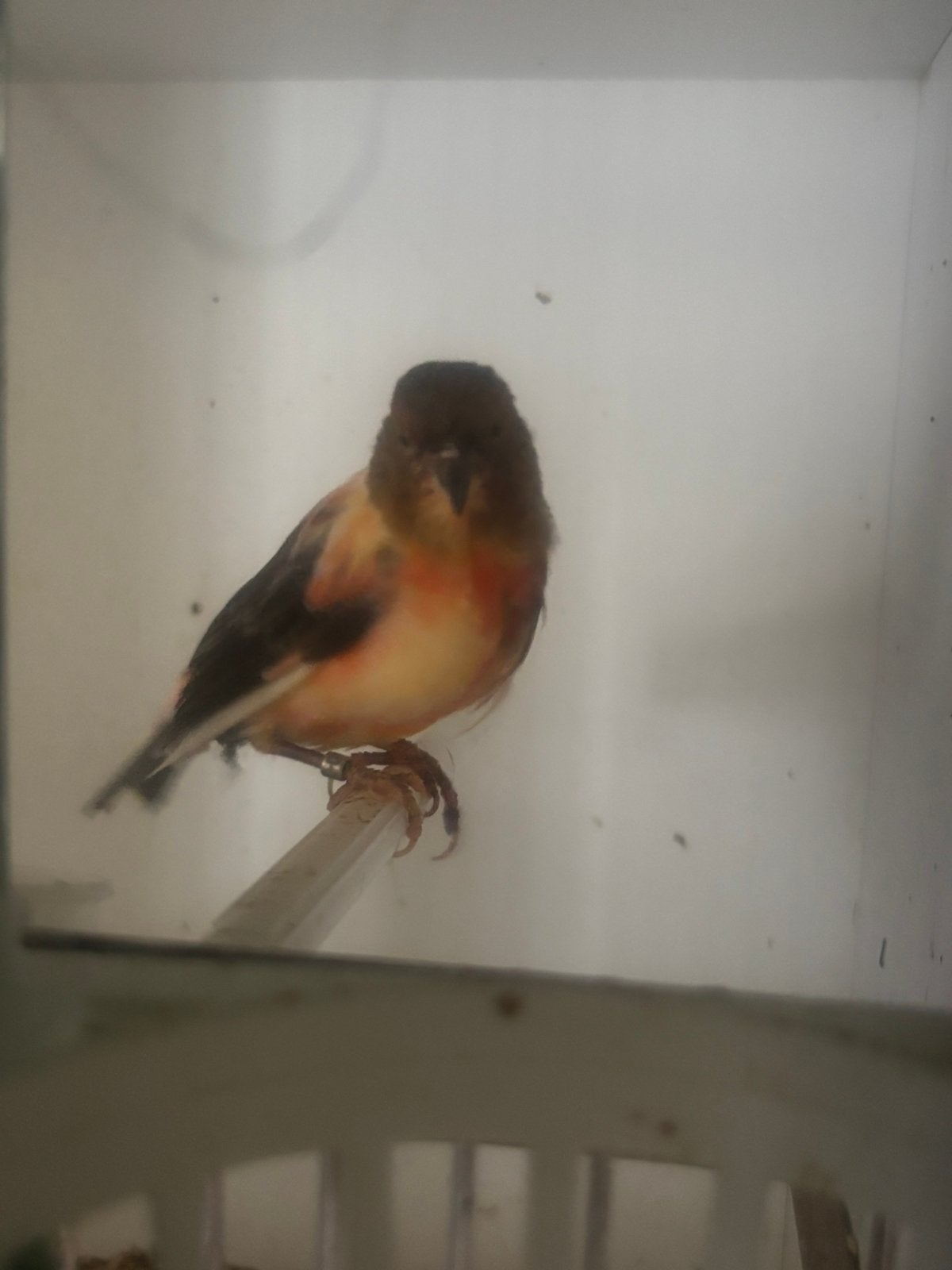 Kanarie pop, Dieren en Toebehoren, Vogels | Kanaries, Vrouwelijk, Kleurkanarie
