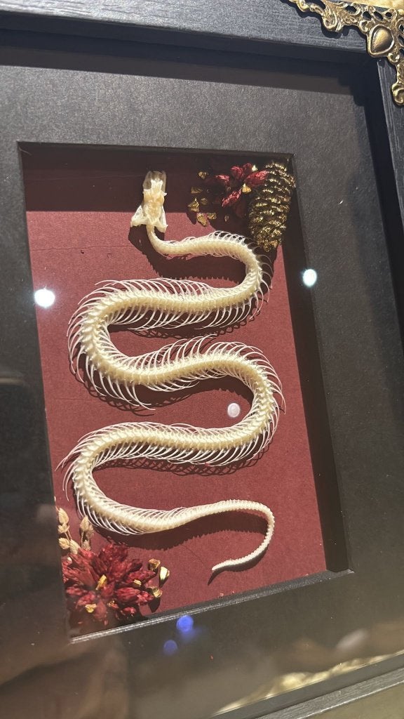 Dwarf Reed Snake in kader, Collections, Collections Animaux, Enlèvement ou Envoi, Neuf, Reptile ou Amphibien, Animal empaillé