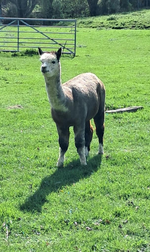 Drachtige alpaca merrie, Mai