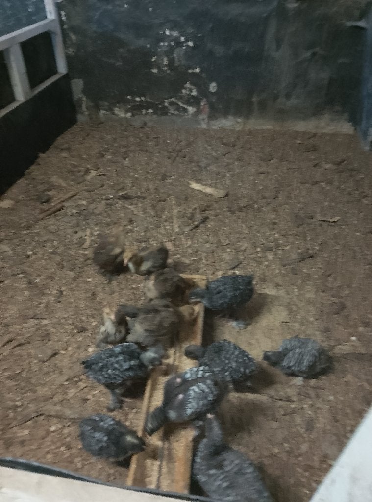 Kuikens Mechelse koekoek, Dieren en Toebehoren