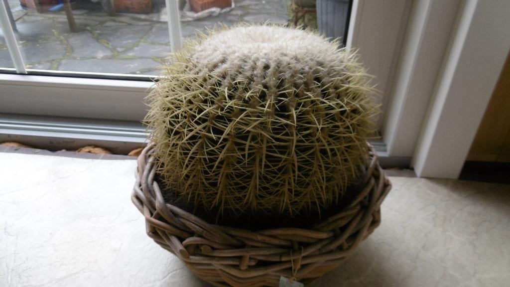 cactussen, Huis en Inrichting, Kamerplanten, Ophalen, Cactus