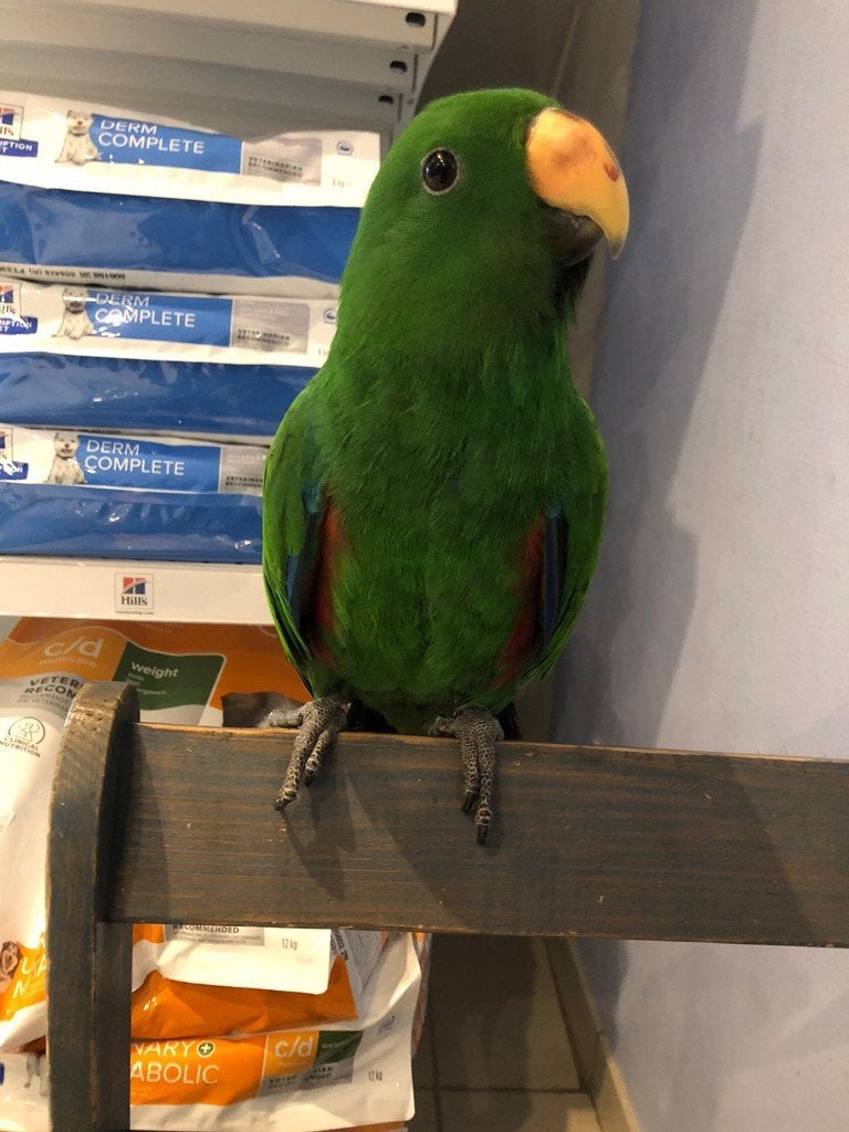 Edelpapegaai man tam, Dieren en Toebehoren, Mannelijk, Papegaai, Tam