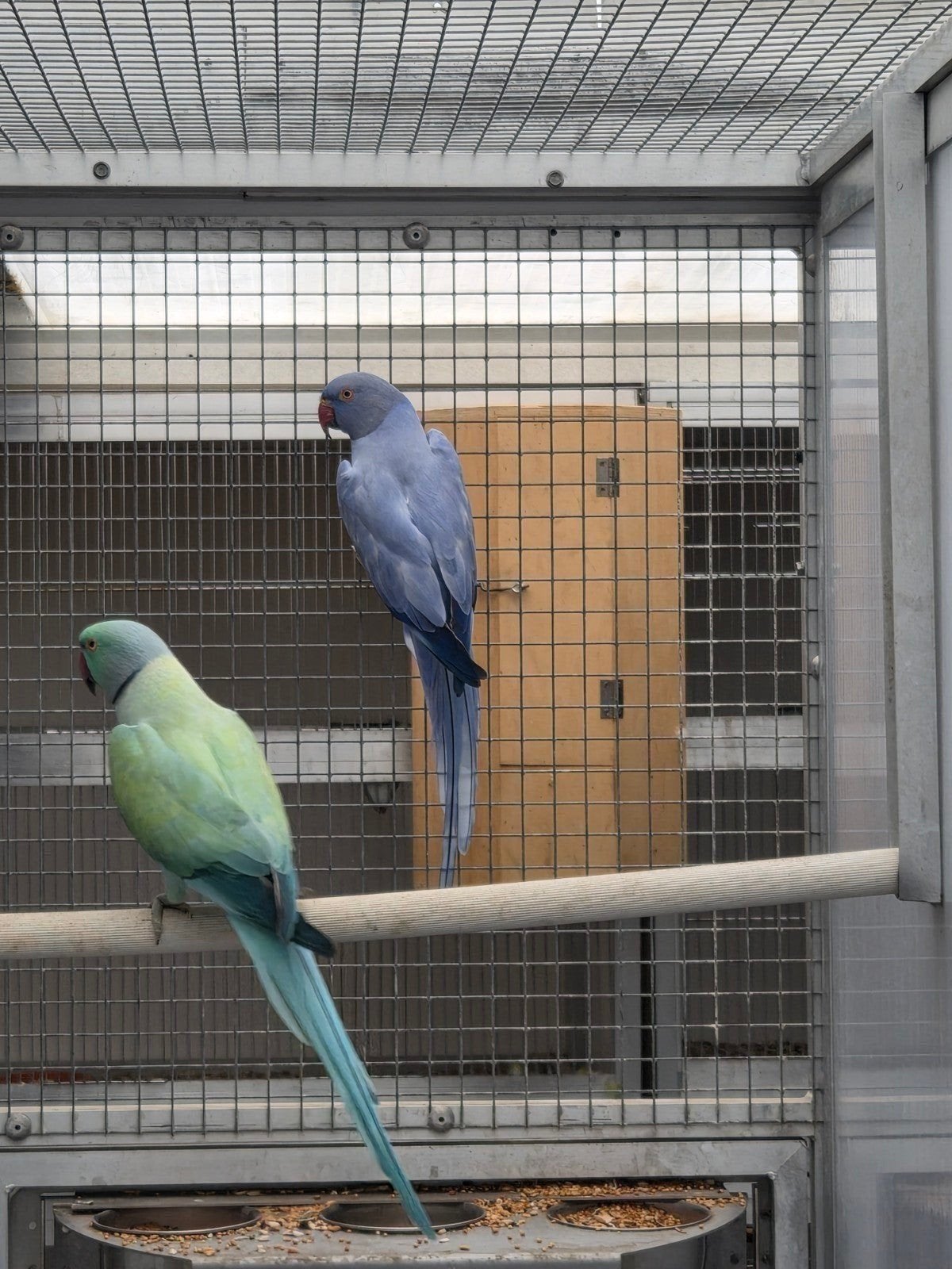 samen in ene koop lees beschrijving, Dieren en Toebehoren, Parkiet