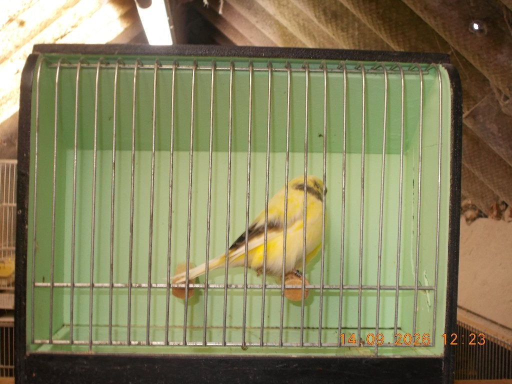 glosters, Dieren en Toebehoren