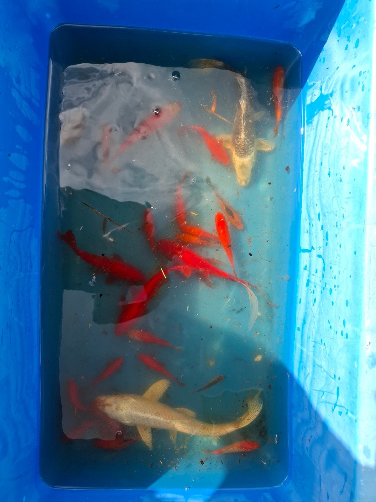goudvissen en koi, Poisson(s) rouge(s)