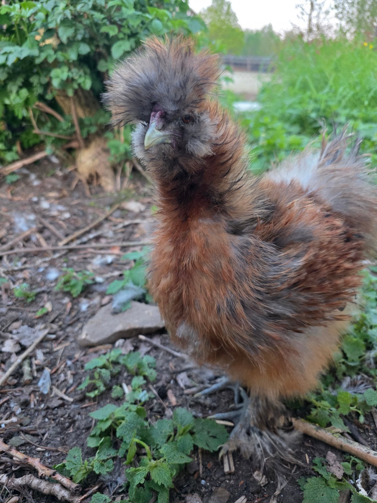 2 zijdehoen hanen van 6 maanden, Dieren en Toebehoren, Pluimvee