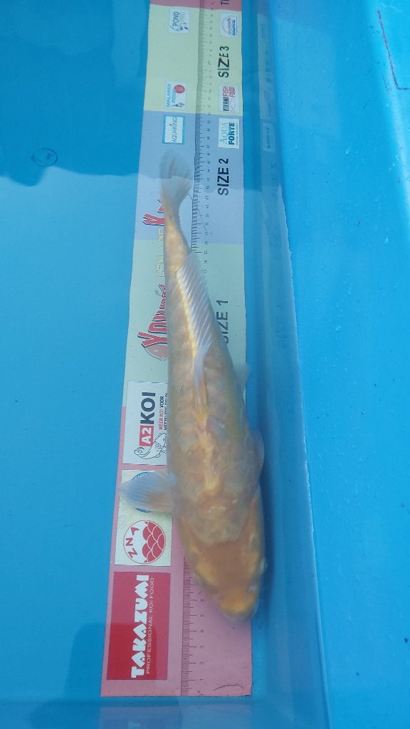 Koi
