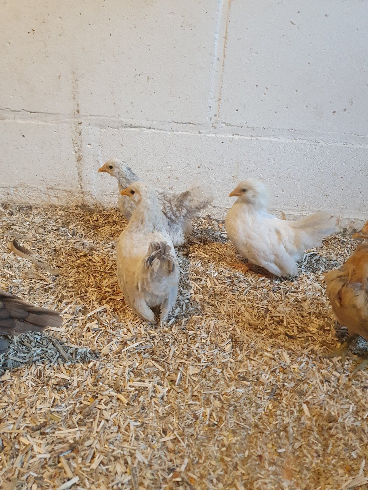 3 chabo hennen, Dieren en Toebehoren, Pluimvee