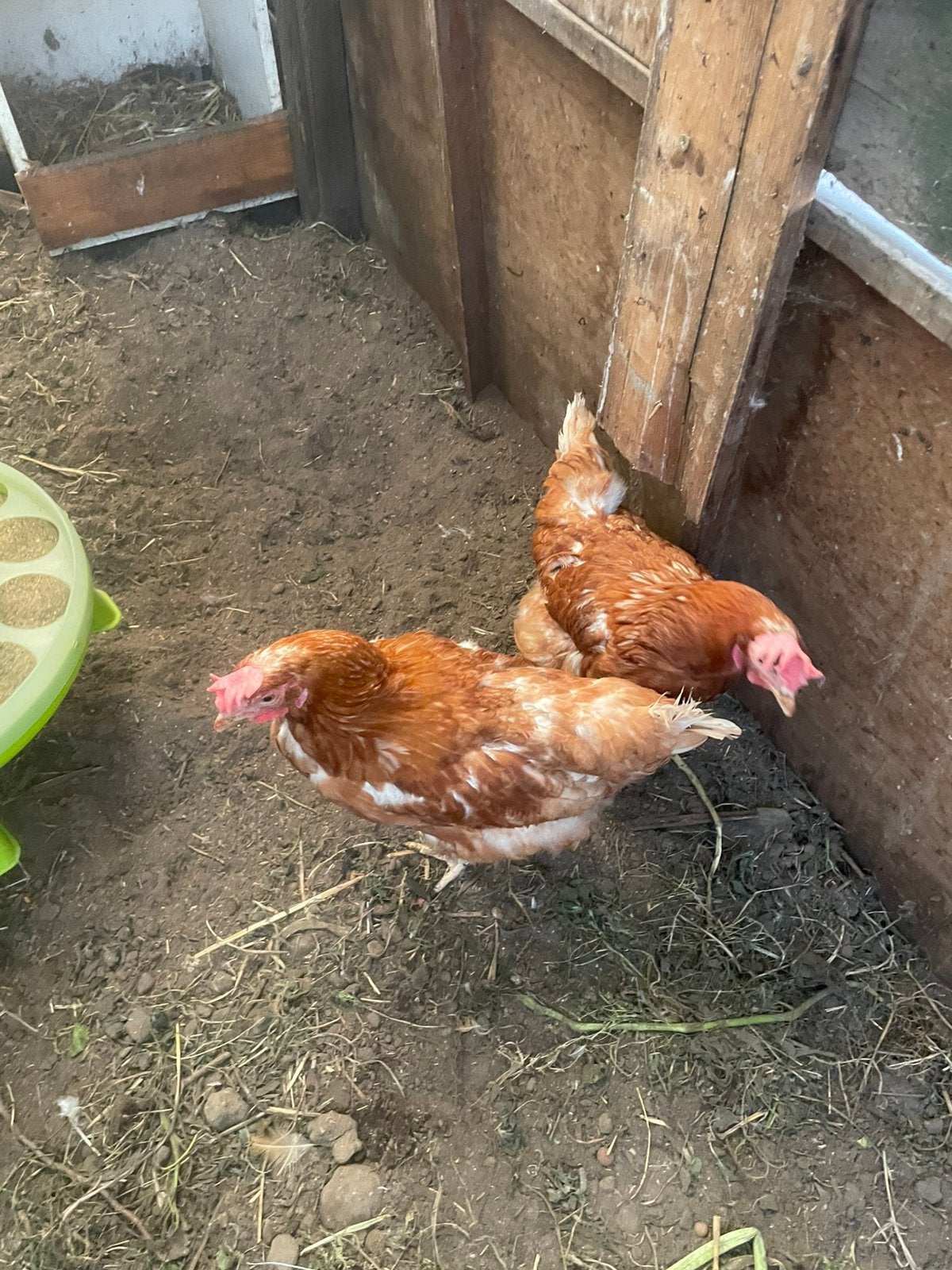 Legkippen te koop, Femelle, Poule ou poulet