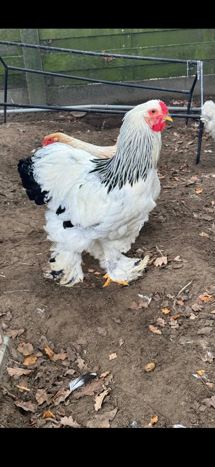Brahma haan