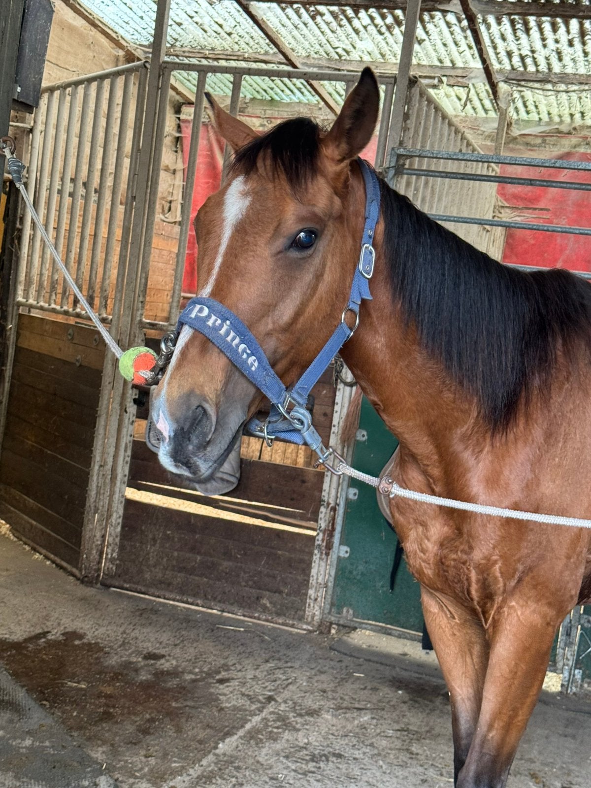 Project paard ruin van 7 jaar, Gechipt, Ruin, Zadelmak, 7 tot 10 jaar