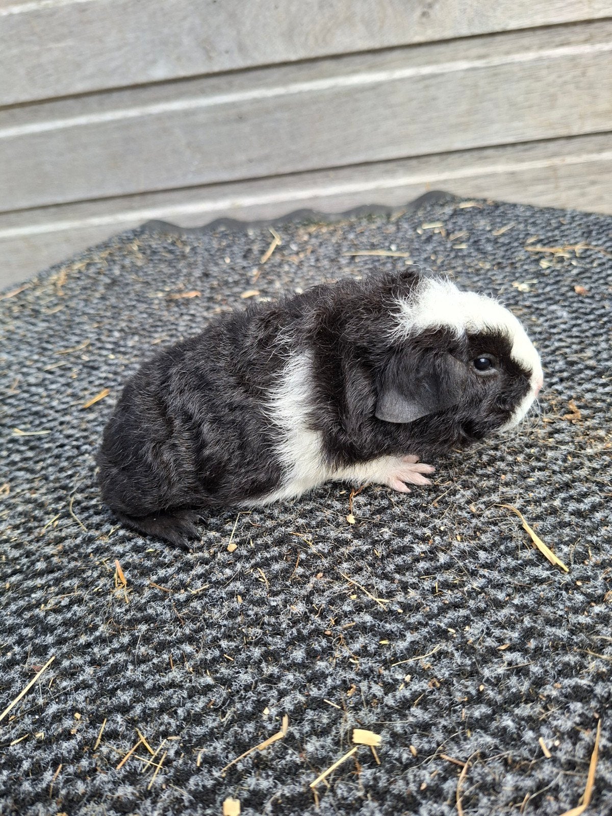 Jonge cavias, Dieren en Toebehoren, Knaagdieren, Mei, Meerdere dieren, Tam