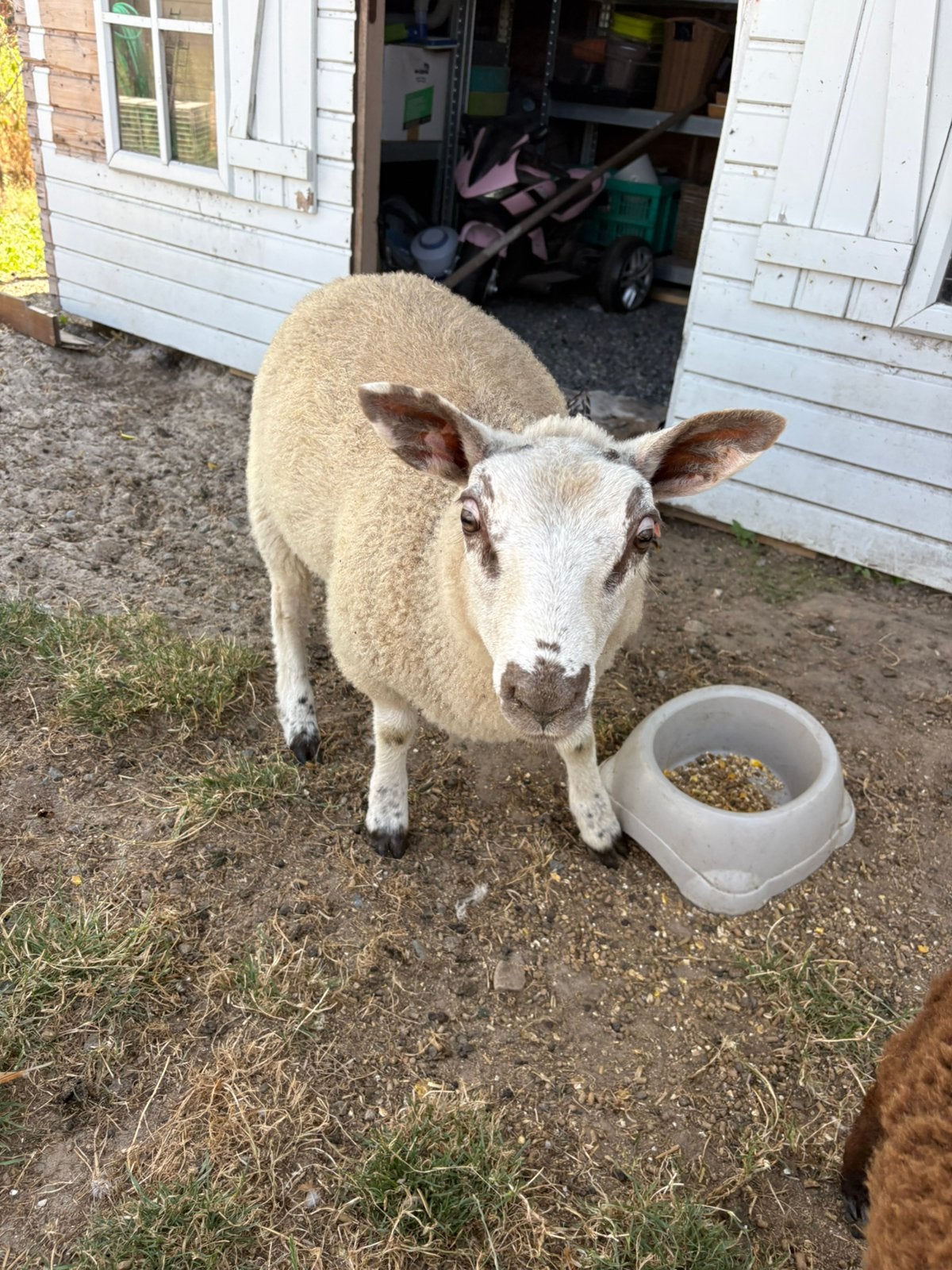 Ram van 4 juni 2026, Mannelijk, Schaap, 0 tot 2 jaar