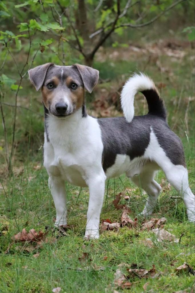 Dekreu Jack Russel, Dieren en Toebehoren, Honden | Jack Russells en Terriërs, België, Particulier, Jack Russell Terriër, 1 tot 2 jaar