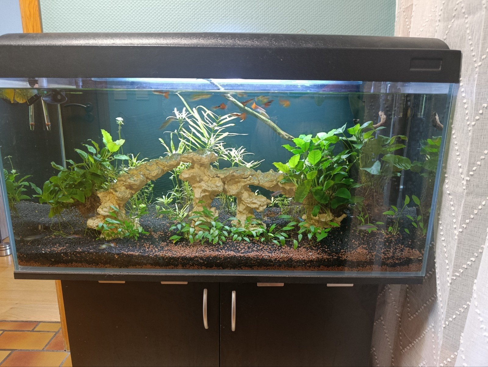 Aquarium 250l complet, Animaux & Accessoires, Poissons | Aquariums & Accessoires, Enlèvement, Utilisé, Autres marques, Aquarium d'eau douce rempli