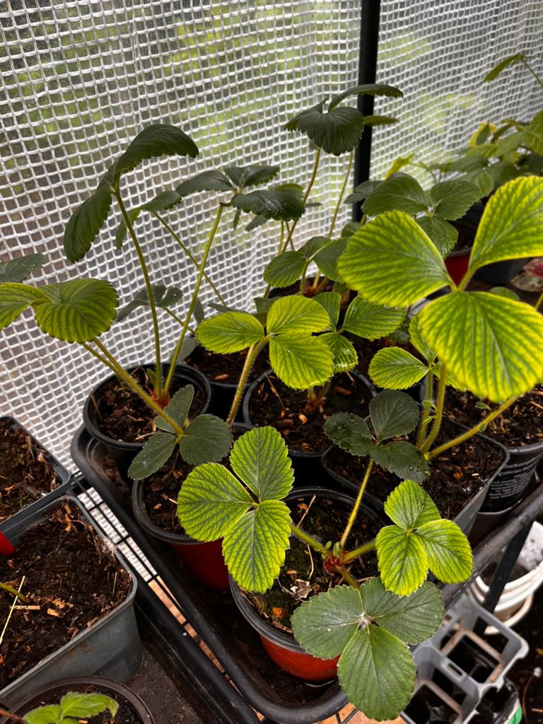 Gezonde Aardbeienplanten – Sterke planten in pot, Tuin en Terras, Vaste plant, Ophalen of Verzenden, Halfschaduw, Zomer