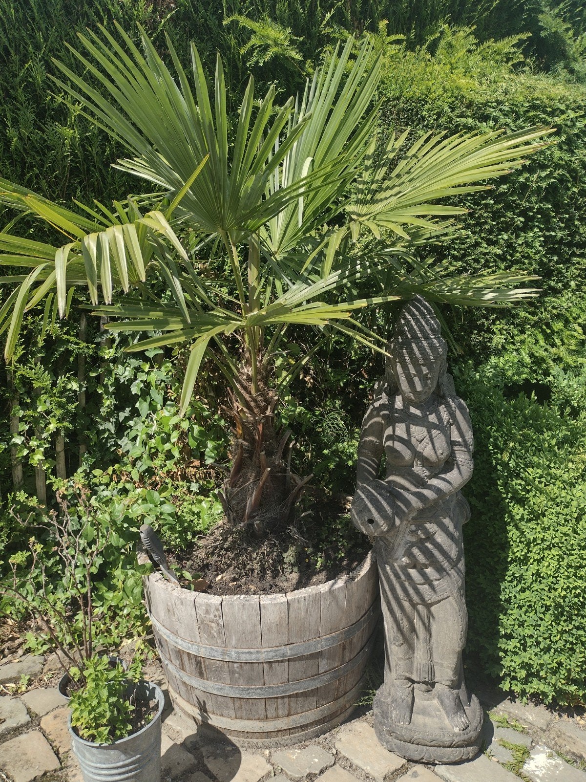 Palmboom, Tuin en Terras, Planten | Bomen, Ophalen, Palmboom