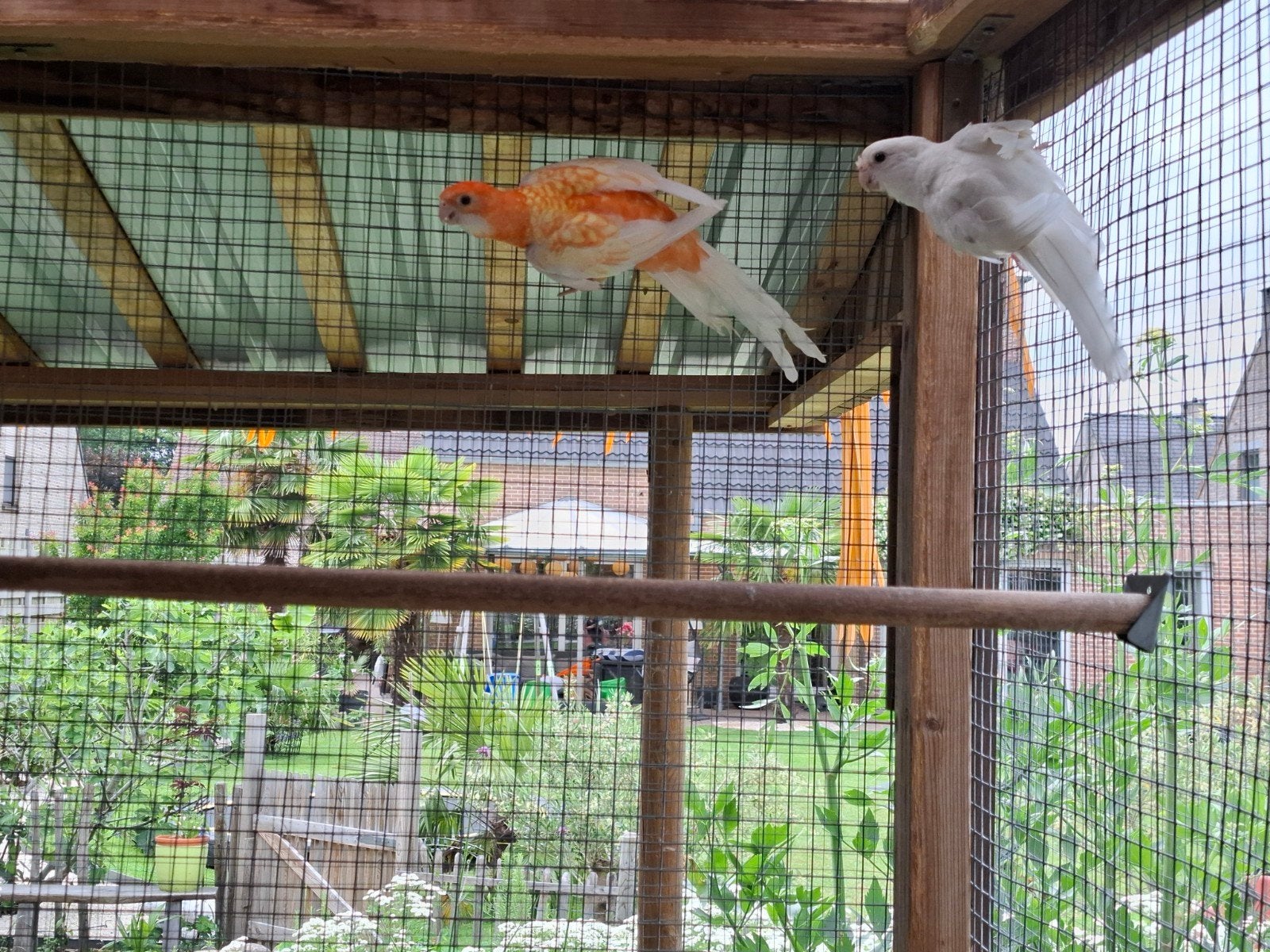 Pennant rosella, Dieren en Toebehoren