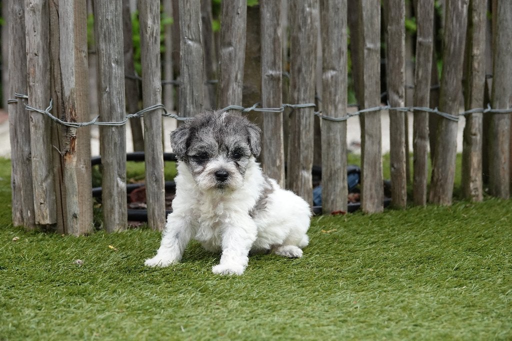 Magnifique chiots Maltipoo (Bleu Merle et Abricot), Parvovirose, Chien (mâle), Autres races, Belgique