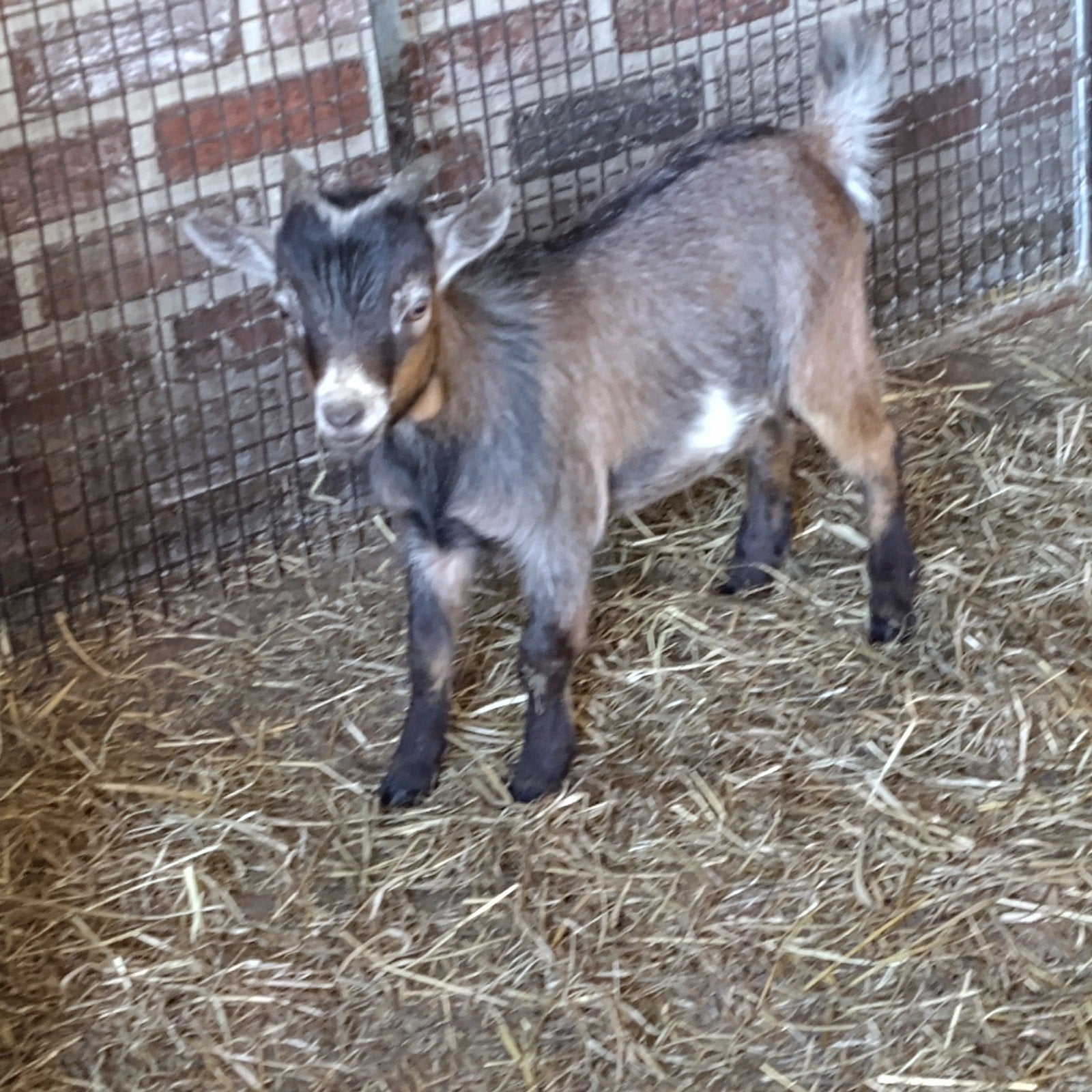 dwerggeitje, bokje, Mâle, Chèvre, 0 à 2 ans