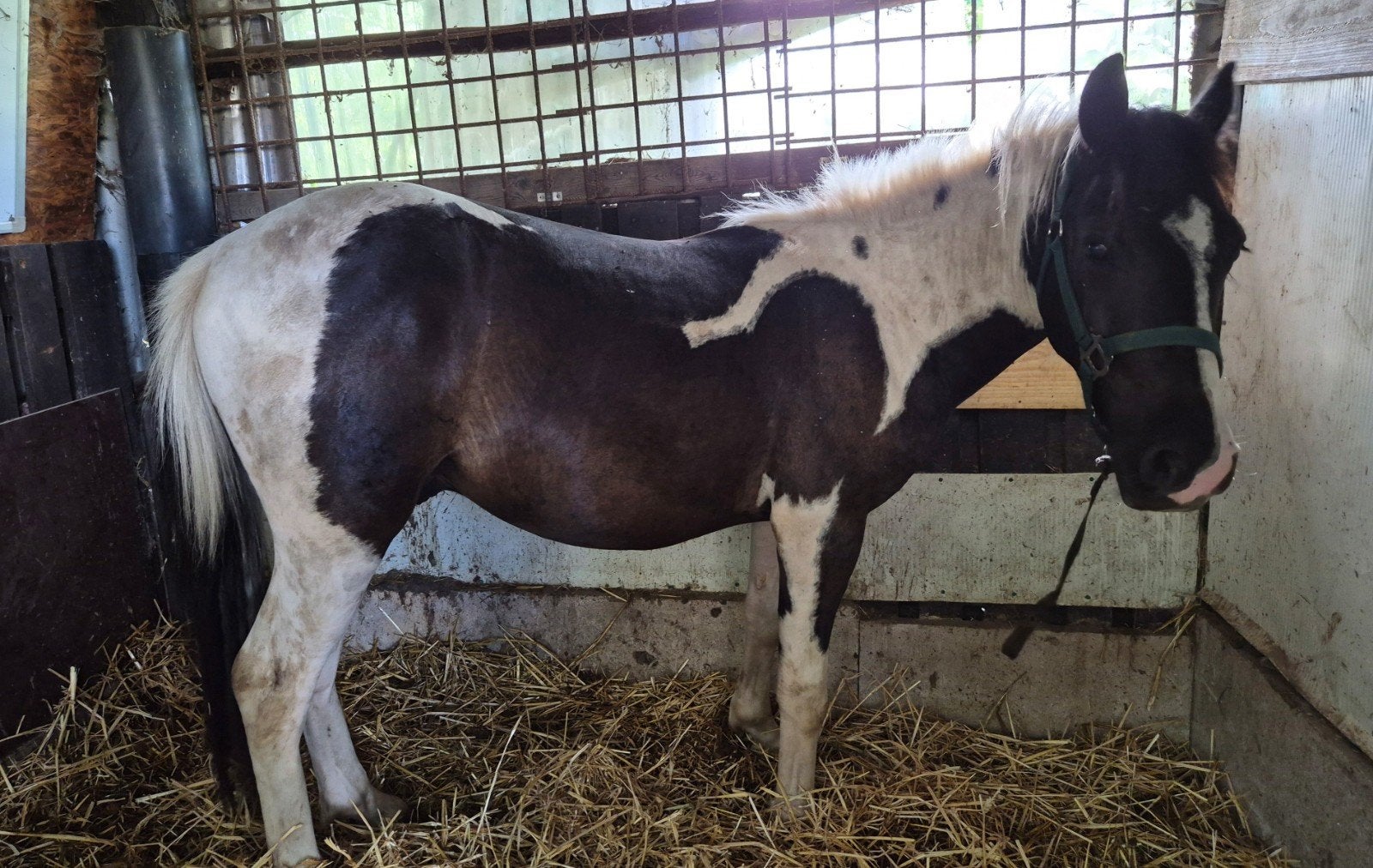 2 jarige C pony projectje, Poney C (1.27 m à 1.37m), Hongre, 0 à 2 ans, Non dressé