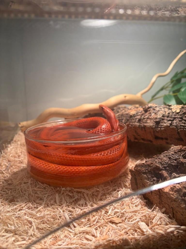 2 korenslangen (Pantherophis guttatus) + terrarium, Slang, Met terrarium, 0 tot 2 jaar