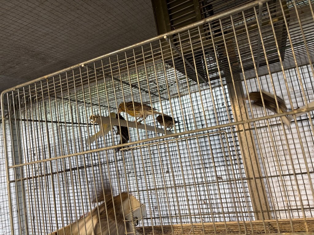 Canaris, Plusieurs animaux, Canari de couleur