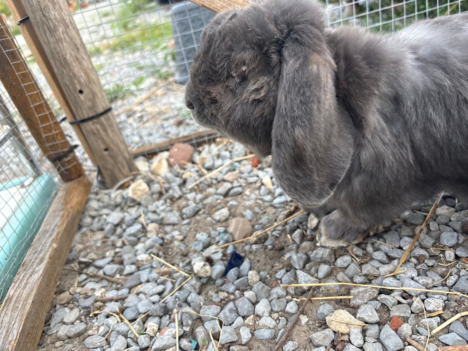 Konijn ram., Dieren en Toebehoren, Mannelijk, Middelgroot, Hangoor, 0 tot 2 jaar