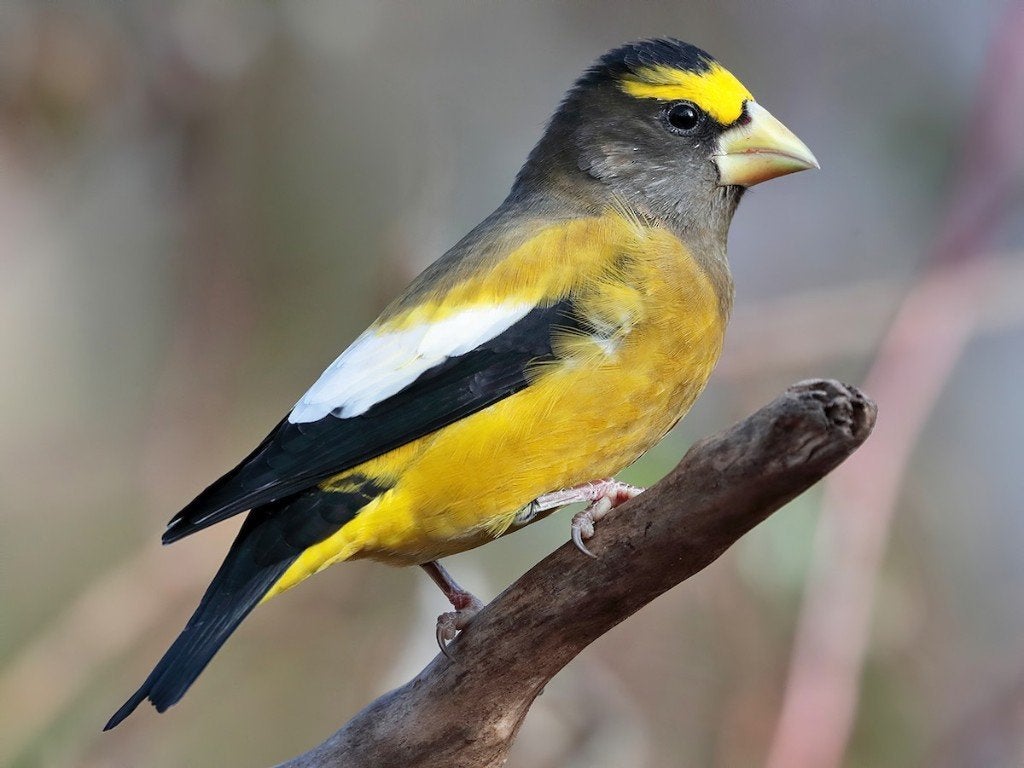 oiseaux, Animaux & Accessoires, Domestique
