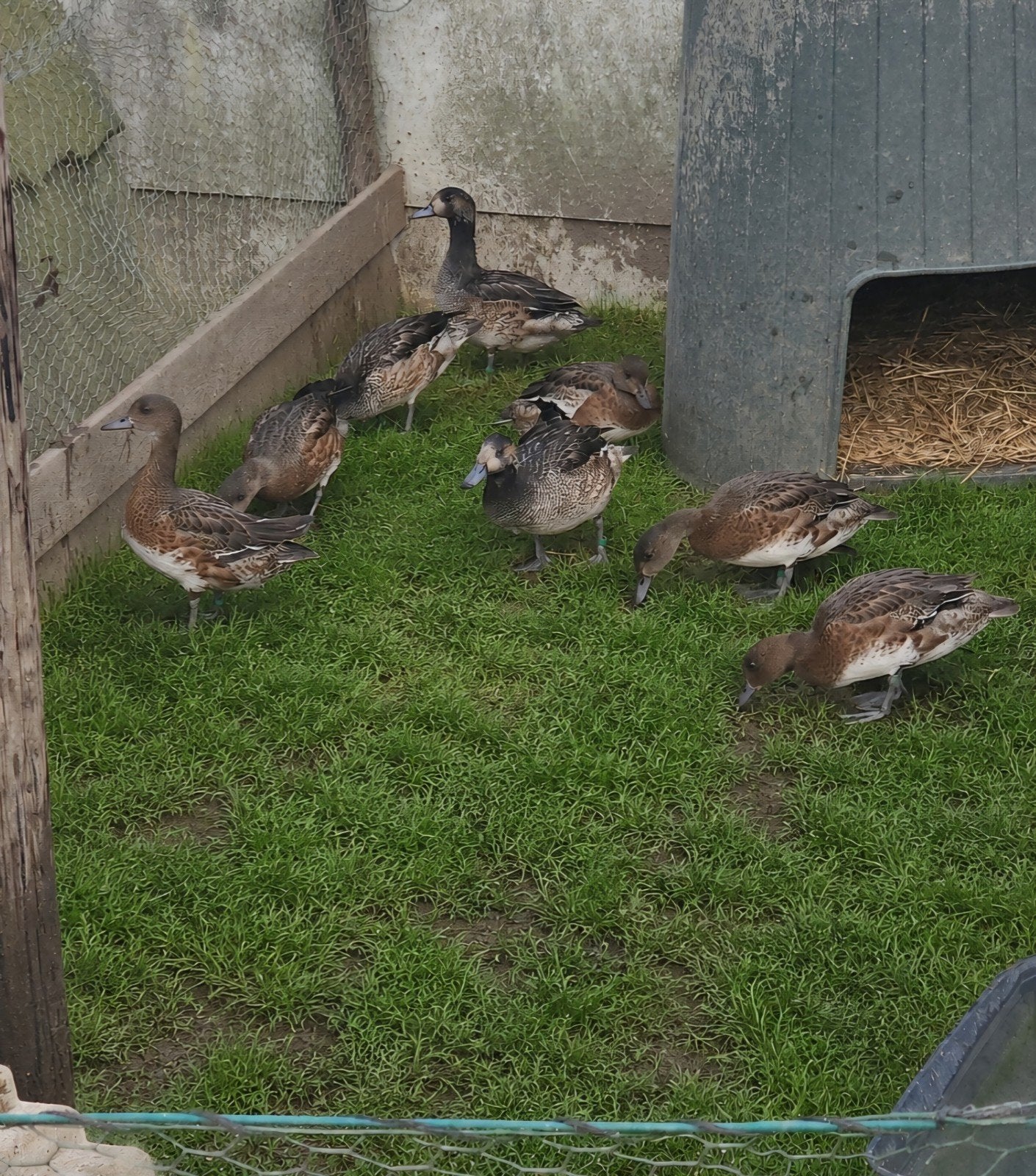 Siereenden, Dieren en Toebehoren