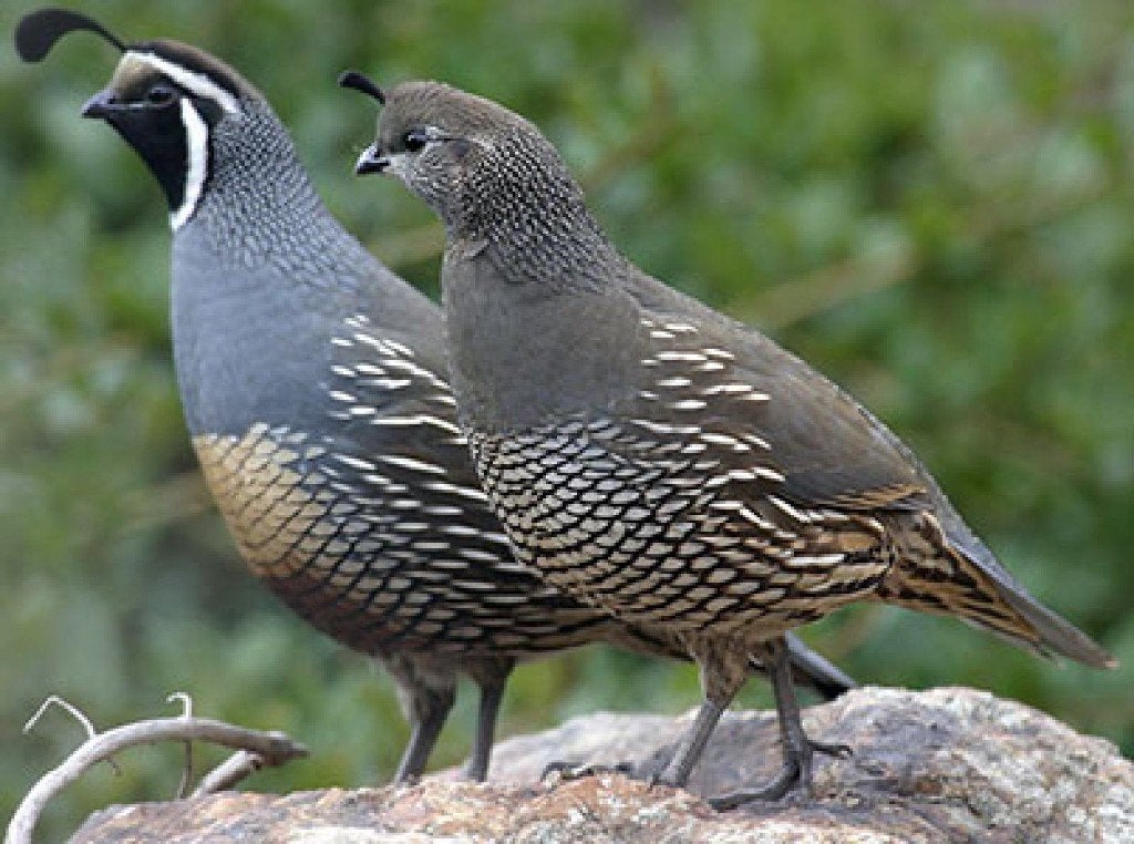 californische kuifkwartel, Dieren en Toebehoren, Overige soorten