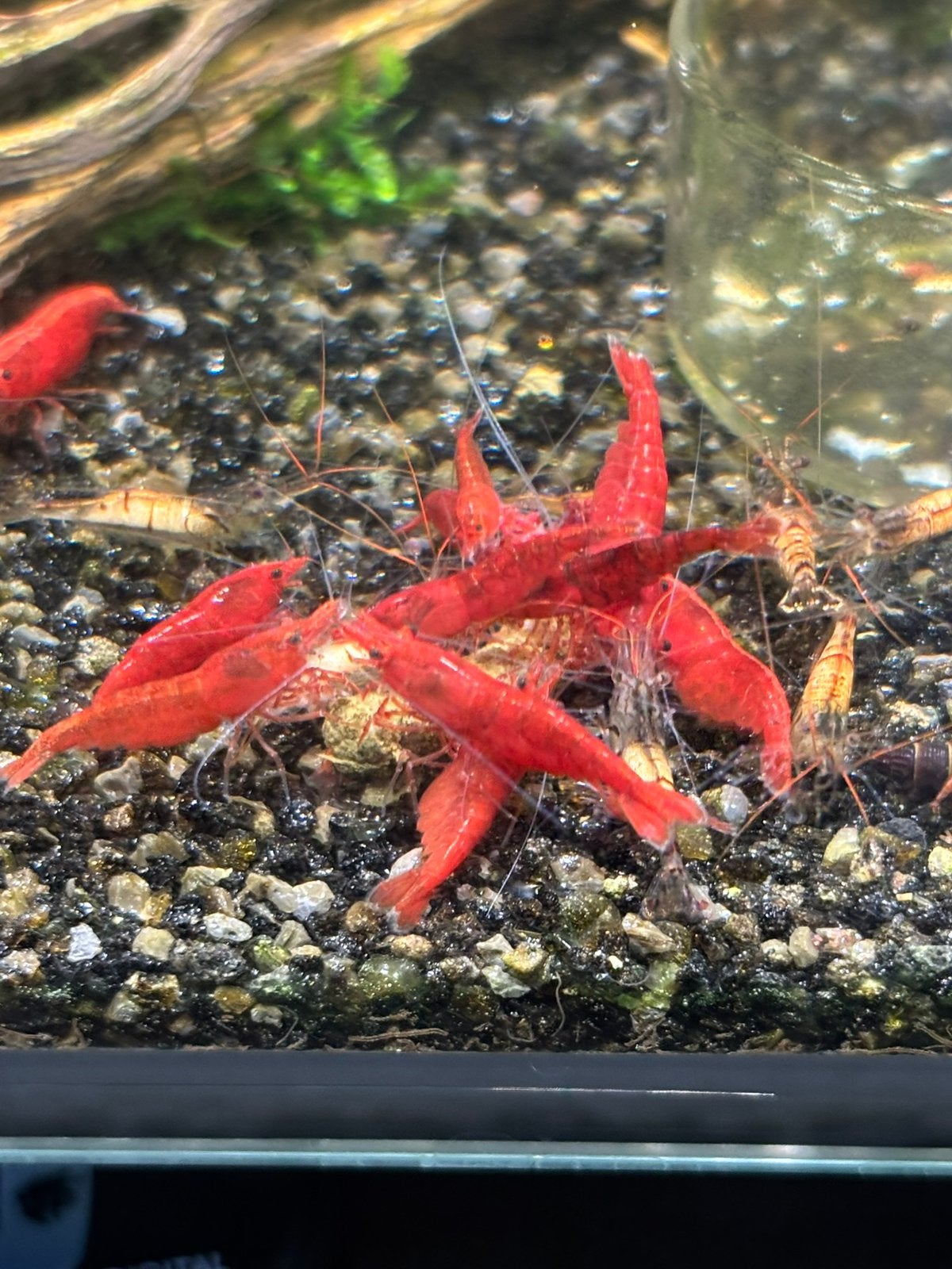 Neocaridina Davidi sp. Bloody Mary, Kreeft, Krab of Garnaal, Zoetwatervis, Schoolvis
