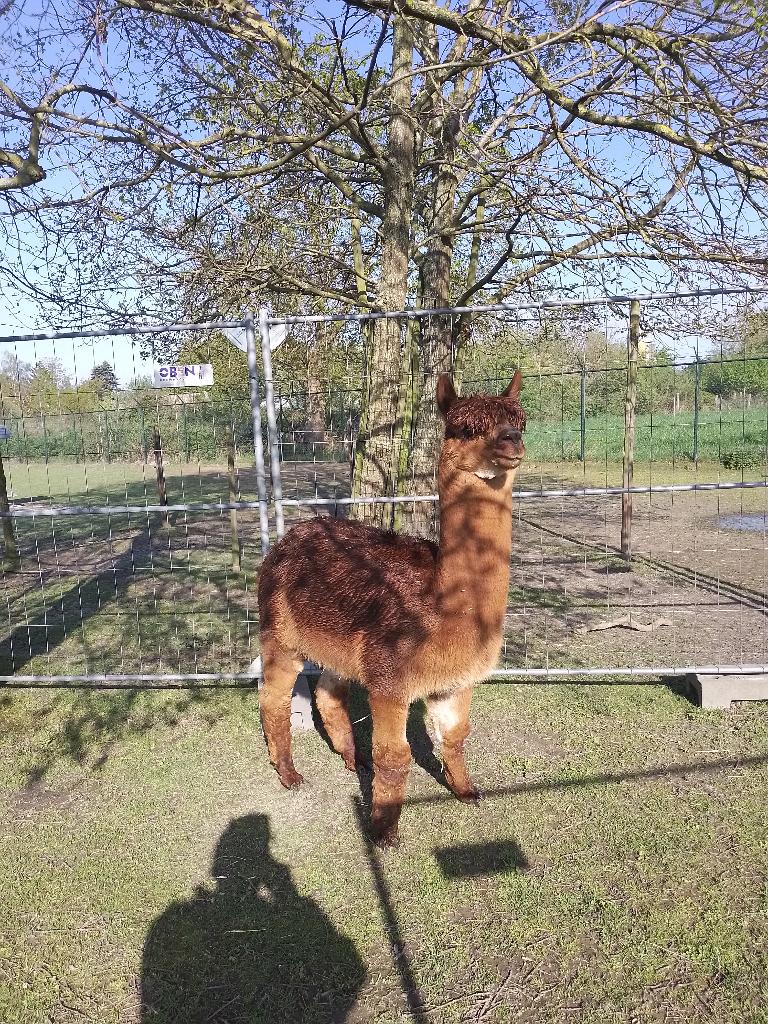mooie alpaca hengst, Août, Mâle